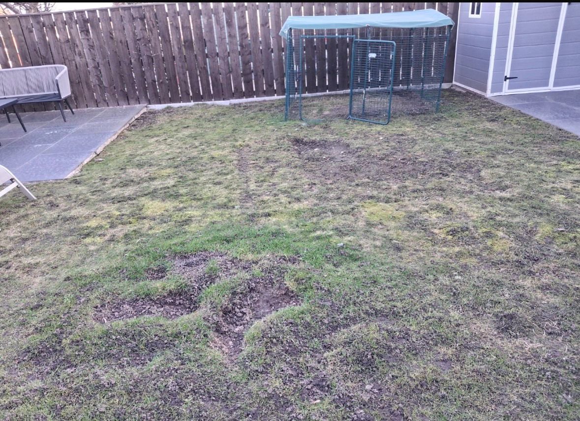Overgrown mossy lawn before replacement in Boldon